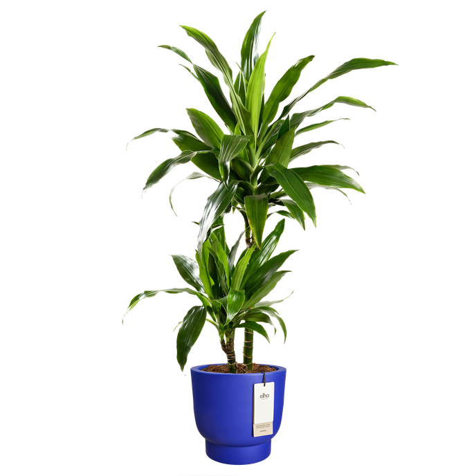 amber grail 40cm royal blue